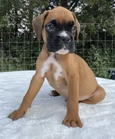 AKC Art--100% Euro, a male Boxer for sale in Baileyville, KS – 1 of 10