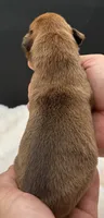 AKC Porter--75% Euro, a male Boxer for sale in Baileyville, KS – 7 of 10