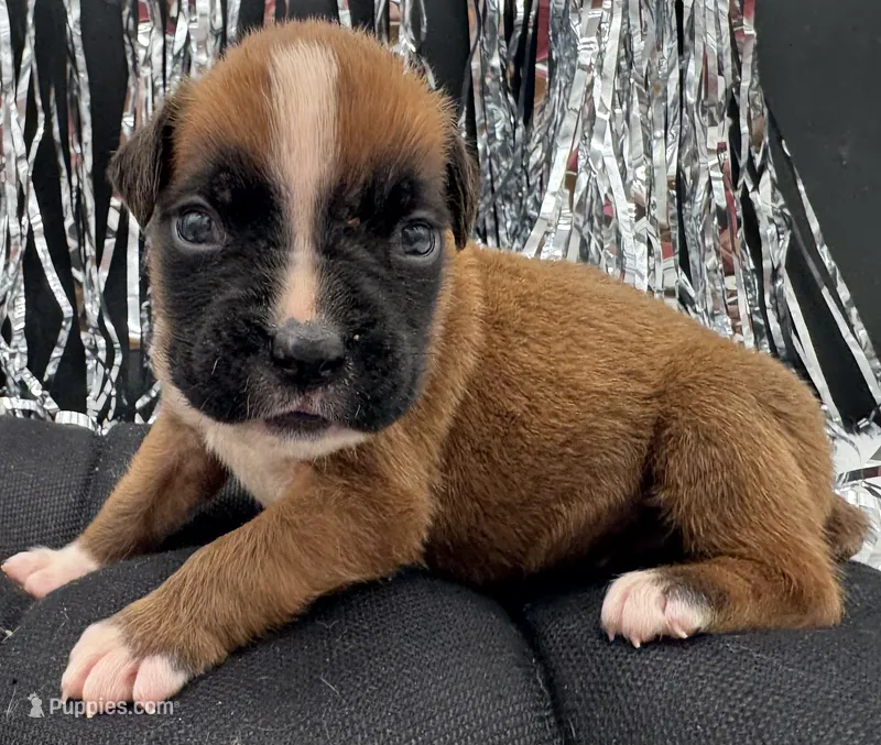 AKC Peanut--75% Euro – Boxer puppy for sale in Baileyville, KS