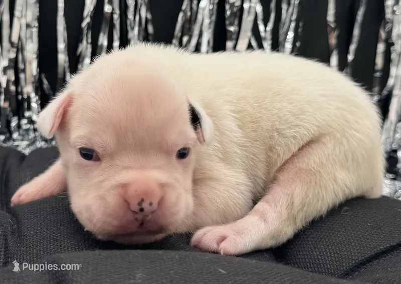 AKC Charlotte—75% Euro – Boxer puppy for sale in Baileyville, KS