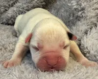 AKC Charlotte—75% Euro, a female Boxer for sale in Baileyville, KS – 3 of 7