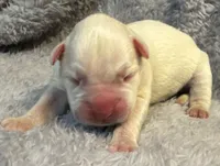 AKC Chloe—75% Euro, a female Boxer for sale in Baileyville, KS – 2 of 7