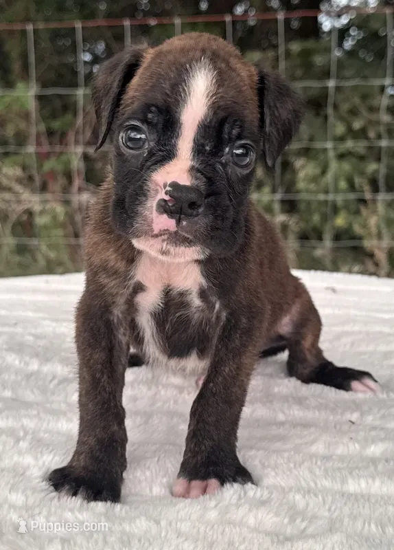 AKC Atlas--100% Euro – Boxer puppy for sale in Baileyville, KS