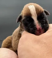 AKC Peanut--75% Euro, a male Boxer for sale in Baileyville, KS – 3 of 10
