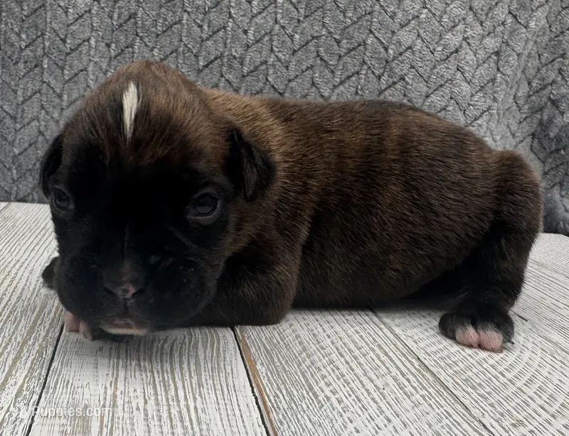 AKC Parker--75% Euro – Boxer puppy for sale in Baileyville, KS