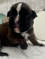 AKC Abby--100% Euro, a female Boxer for sale in Baileyville, KS – 5 of 7