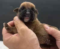AKC Porter--75% Euro, a male Boxer for sale in Baileyville, KS – 3 of 10
