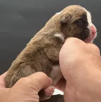 AKC Prince--75% Euro, a male Boxer for sale in Baileyville, KS – 6 of 10