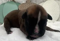 AKC Austin--100% Euro, a male Boxer for sale in Baileyville, KS – 8 of 8