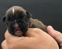 AKC Parker--75% Euro, a male Boxer for sale in Baileyville, KS – 3 of 10