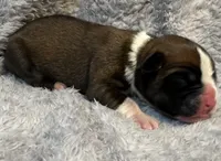 AKC Cammi—75% Euro, a female Boxer for sale in Baileyville, KS – 5 of 8