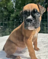 AKC Austin--100% Euro, a male Boxer for sale in Baileyville, KS – 10 of 10