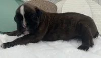 AKC Abby--100% Euro, a female Boxer for sale in Baileyville, KS – 7 of 7
