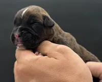 AKC Parker--75% Euro, a male Boxer for sale in Baileyville, KS – 2 of 10