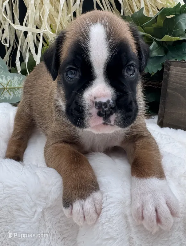 AKC Cash—75% Euro – Boxer puppy for sale in Baileyville, KS