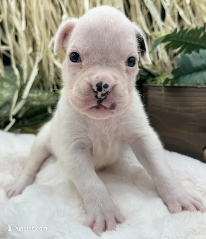 AKC Charlotte—75% Euro – Boxer puppy for sale in Baileyville, KS