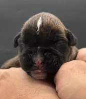 AKC Parker--75% Euro, a male Boxer for sale in Baileyville, KS – 7 of 10