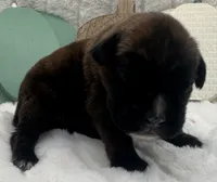 AKC Ace--100% Euro, a male Boxer for sale in Baileyville, KS – 9 of 9