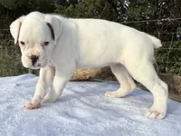 AKC Charlotte—75% Euro, a female Boxer for sale in Baileyville, KS – 3 of 10