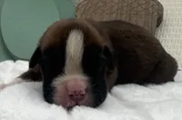 AKC Alec--100% Euro, a male Boxer for sale in Baileyville, KS – 8 of 9