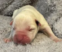 AKC Charlotte—75% Euro, a female Boxer for sale in Baileyville, KS – 5 of 7