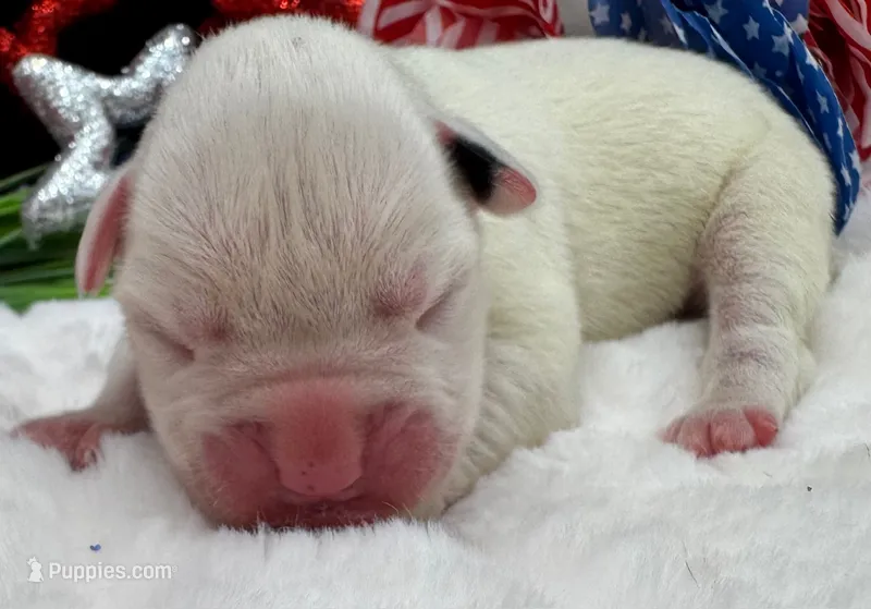 AKC Charlotte—75% Euro – Boxer puppy for sale in Baileyville, KS