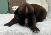 AKC Art--100% Euro, a male Boxer for sale in Baileyville, KS – 3 of 10