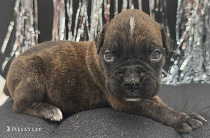 AKC Parker--75% Euro – Boxer puppy for sale in Baileyville, KS