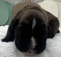 AKC Axel--100% Euro, a male Boxer for sale in Baileyville, KS – 3 of 8