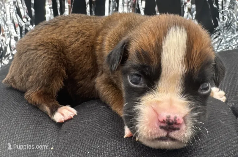 AKC Alec--100% Euro – Boxer puppy for sale in Baileyville, KS