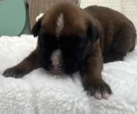 AKC Art--100% Euro, a male Boxer for sale in Baileyville, KS – 7 of 10