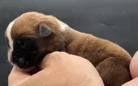 AKC Peanut--75% Euro, a male Boxer for sale in Baileyville, KS – 5 of 10