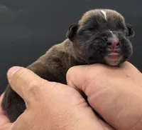 AKC Parker--75% Euro, a male Boxer for sale in Baileyville, KS – 5 of 10