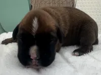 AKC Art--100% Euro, a male Boxer for sale in Baileyville, KS – 10 of 10