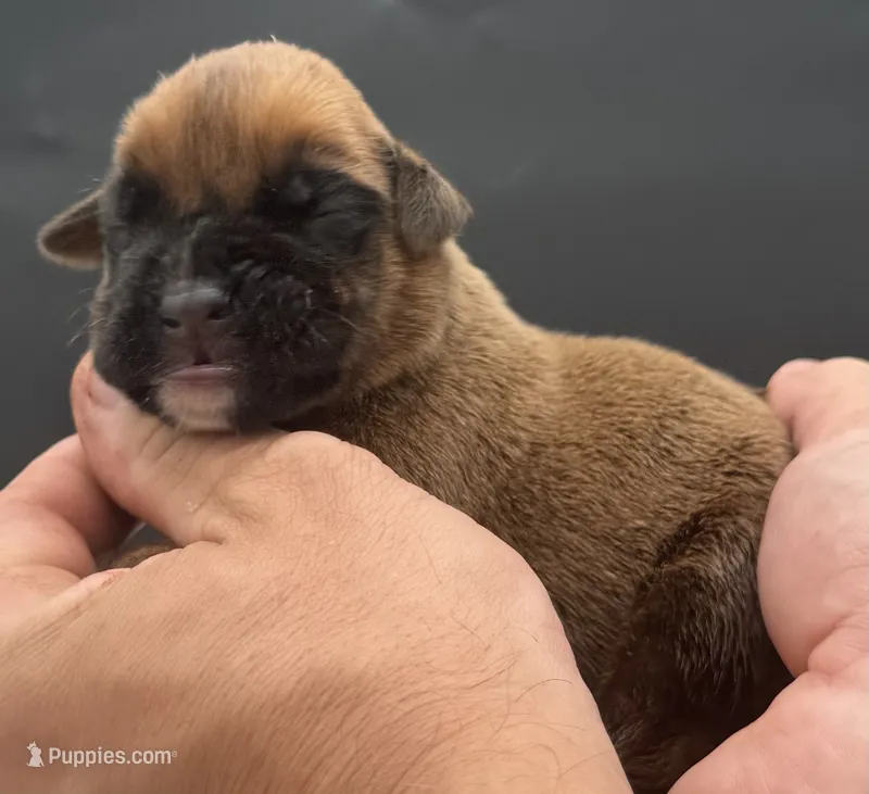 AKC Porter--75% Euro – Boxer puppy for sale in Baileyville, KS