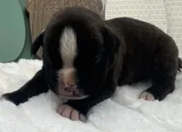 AKC Atlas--100% Euro, a male Boxer for sale in Baileyville, KS – 4 of 10