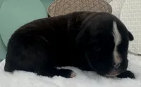 AKC Annika--100% Euro, a female Boxer for sale in Baileyville, KS – 5 of 10