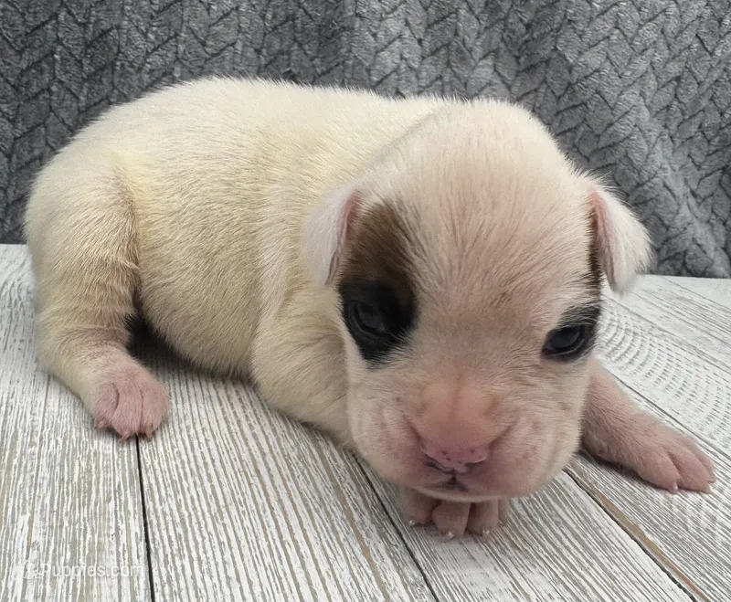 AKC Patch--75% Euro – Boxer puppy for sale in Baileyville, KS