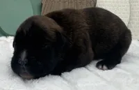 AKC Ace--100% Euro, a male Boxer for sale in Baileyville, KS – 7 of 9