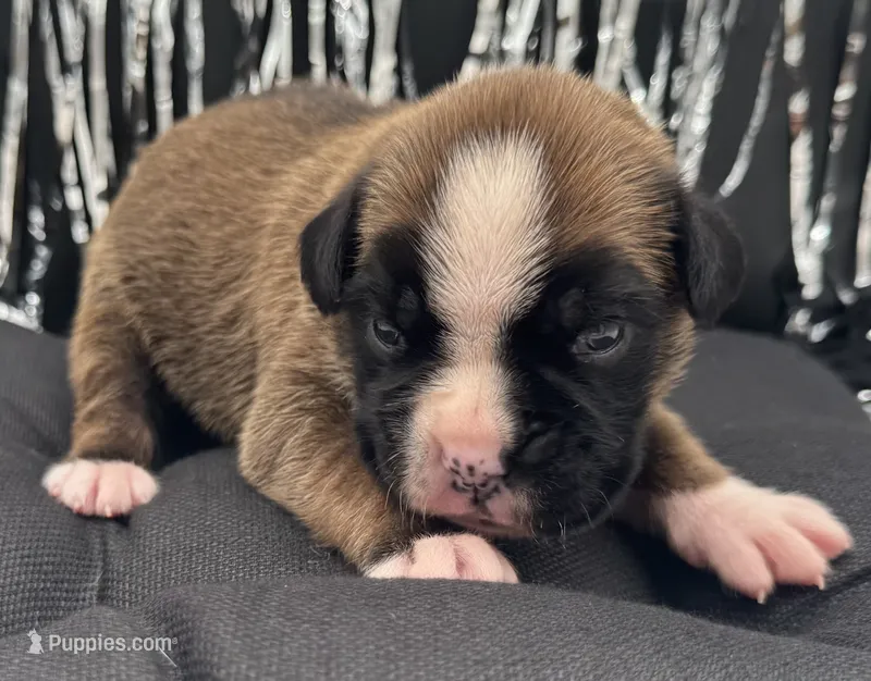 AKC Cash—75% Euro – Boxer puppy for sale in Baileyville, KS