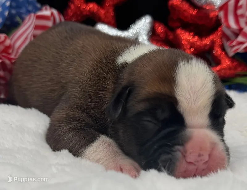 AKC Copper-75% Euro – Boxer puppy for sale in Baileyville, KS