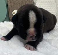 AKC Atlas--100% Euro, a male Boxer for sale in Baileyville, KS – 8 of 10