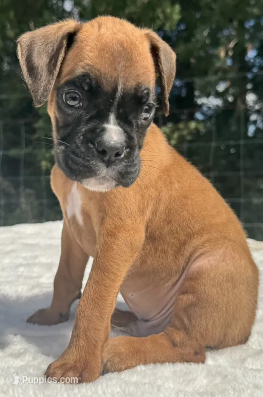 AKC Austin--100% Euro – Boxer puppy for sale in Baileyville, KS
