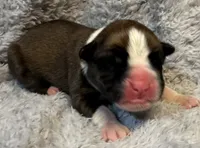 AKC Cammi—75% Euro, a female Boxer for sale in Baileyville, KS – 2 of 8