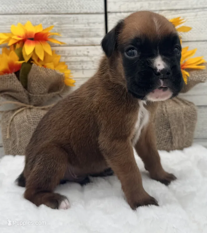 AKC Art--100% Euro – Boxer puppy for sale in Baileyville, KS