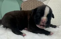 AKC Atlas--100% Euro, a male Boxer for sale in Baileyville, KS – 7 of 10