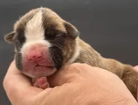 AKC Prince--75% Euro, a male Boxer for sale in Baileyville, KS – 5 of 10