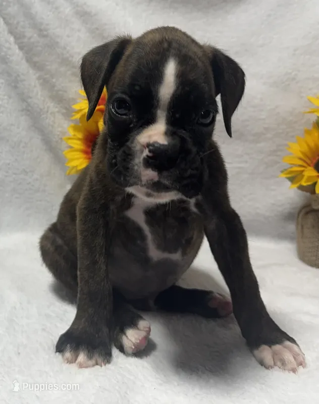 AKC Atlas--100% Euro – Boxer puppy for sale in Baileyville, KS