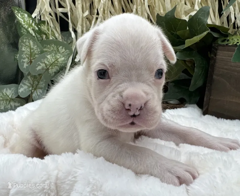 AKC Chloe—75% Euro – Boxer puppy for sale in Baileyville, KS