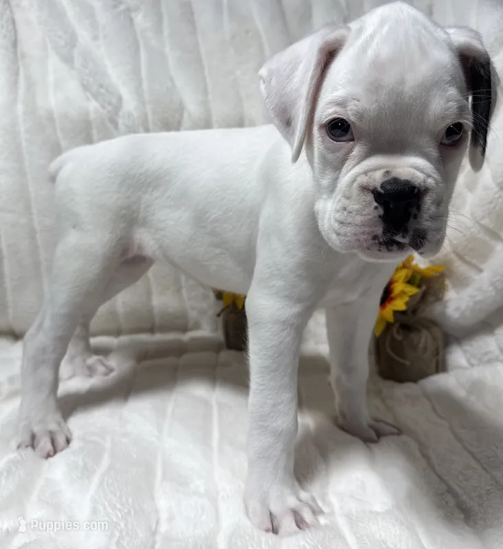 AKC Charlotte—75% Euro – Boxer puppy for sale in Baileyville, KS
